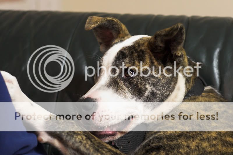 Lola - 6 month old foster puppy, Akita x Staffordshire Bull Terrier *newpics* DSC_9569-01