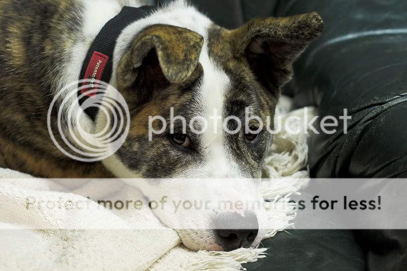 Lola - 6 month old foster puppy, Akita x Staffordshire Bull Terrier *newpics* DSC_9574-01