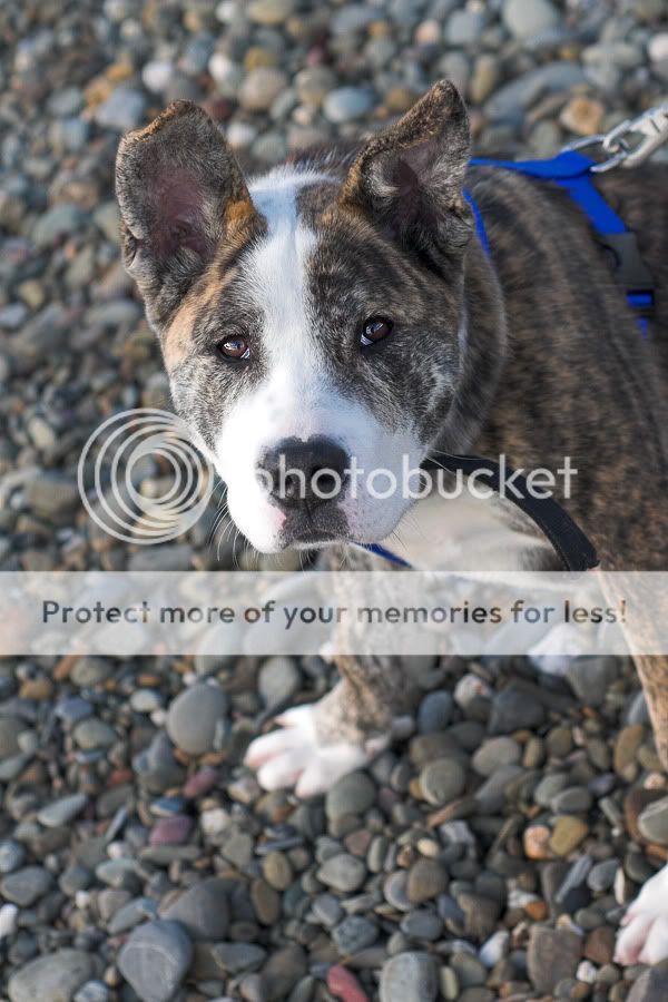 Lola - 6 month old foster puppy, Akita x Staffordshire Bull Terrier *newpics* DSC_9633-01