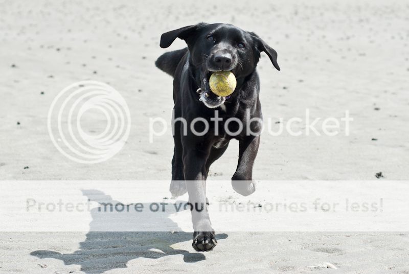 Went for a bit of a walk on the beach, avec les doggies! :D DSC_0394_zps0d7a289f
