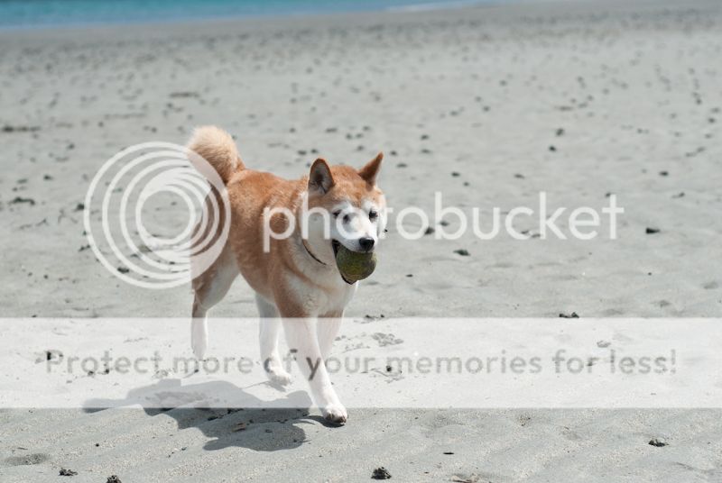 Went for a bit of a walk on the beach, avec les doggies! :D DSC_0416_zpse07b8360