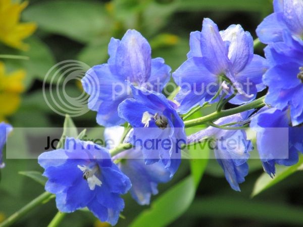  photo bluebell_zps2b8a7a3f.jpg