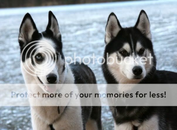 Hey from Norwich - Sibe and malamute owner Untitled-2-3
