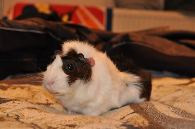 DSC_0033.jpg
