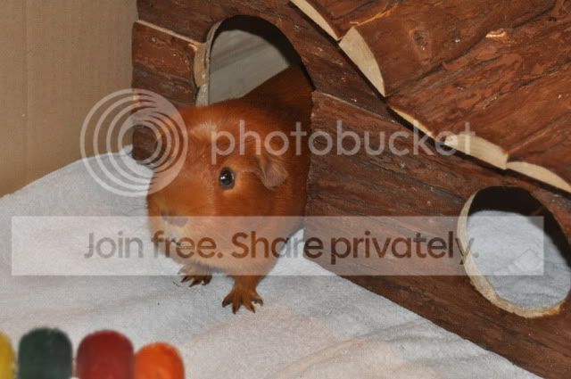 DSC_00334.jpg