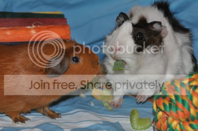 DSC_0035.jpg