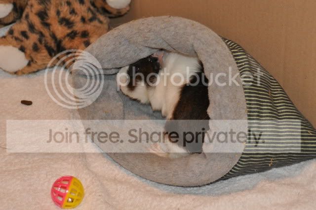 DSC_00372.jpg