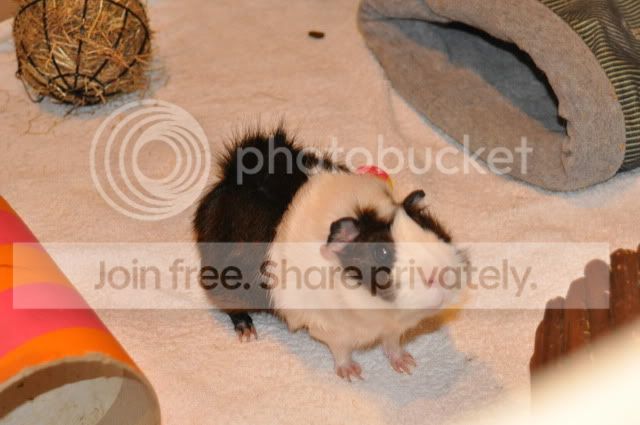 DSC_00454.jpg