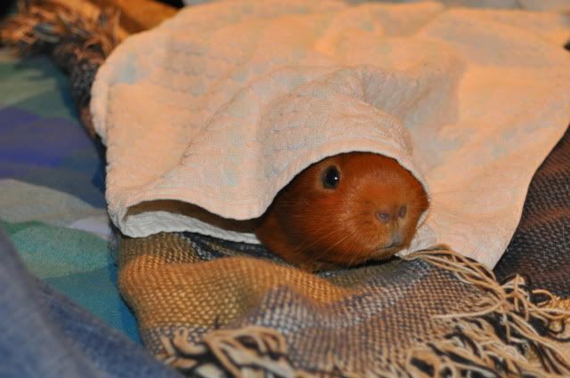 DSC_0058.jpg