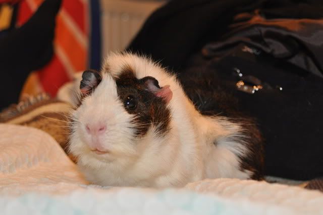DSC_0084.jpg