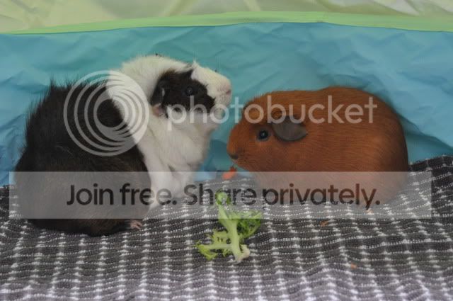 DSC_0102.jpg