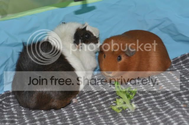 DSC_0110.jpg