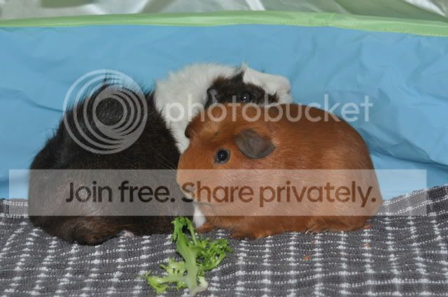 DSC_0116.jpg