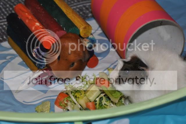 DSC_0143.jpg