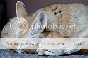 Drown in the cute Fennec-fox-thumb5870911