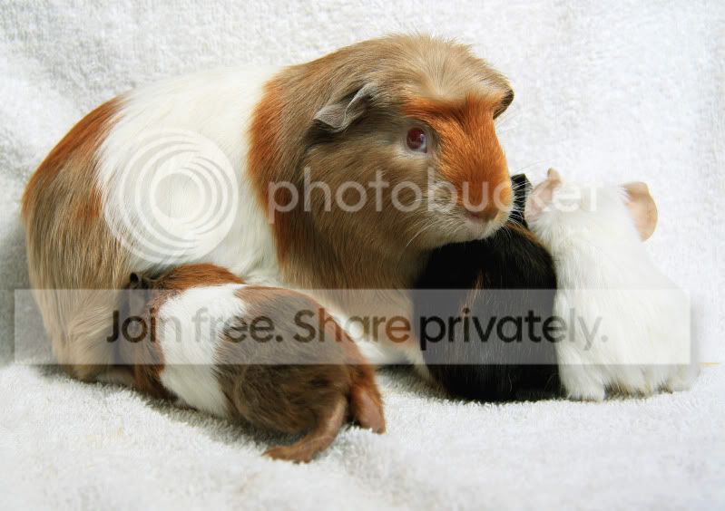 Rubypups.jpg