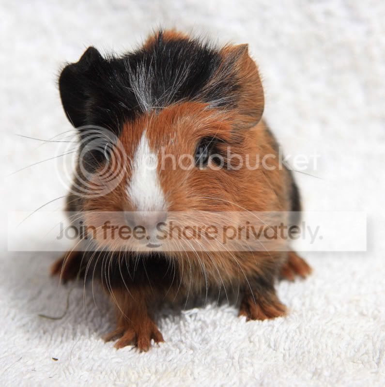 rubypig1.jpg