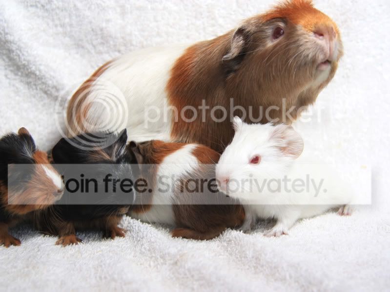 rubypigs.jpg