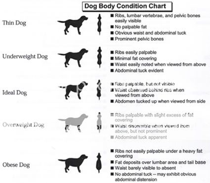 How much should I feed my 75lb lab?