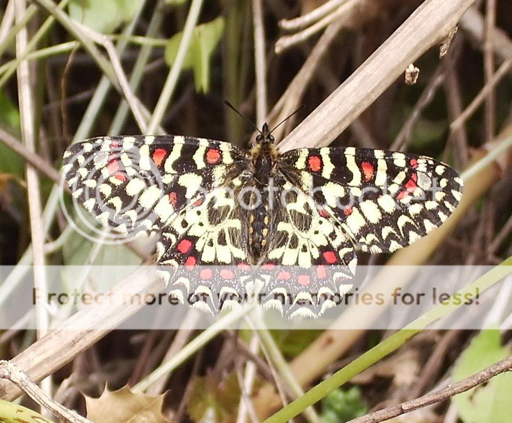 *** LAS MARIPOSAS DEL RINCON DE ENERI *** - Página 12 Mariposoide