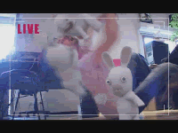 Bunnys.gif