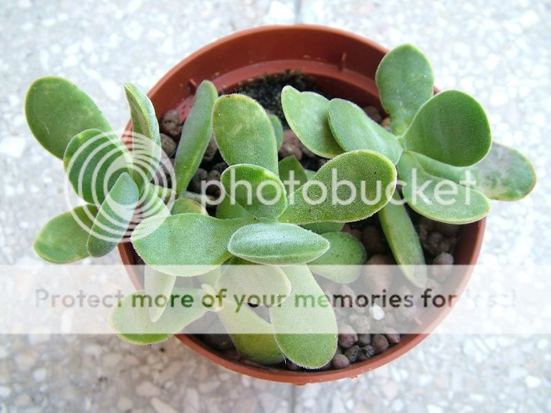 Id. Crassula [Crassula atropurpurea v. watermwyeri] Crassulaatropurpureavwatermeyeri