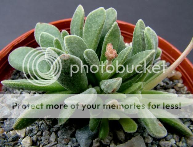 Crassula perforata&co Crassulaausiensis