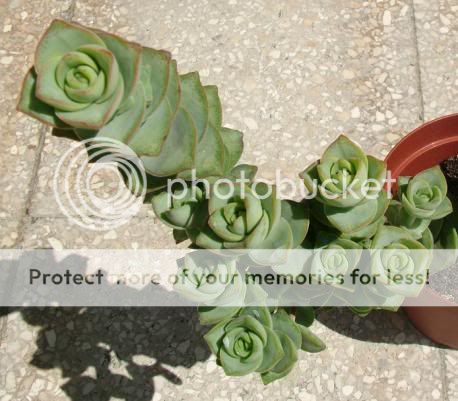 Crassula perforata&co CrassulaperforataGiantForm