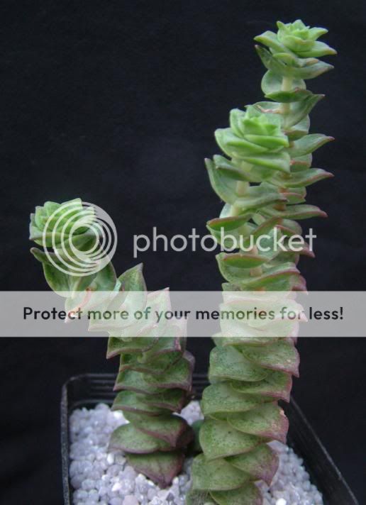 Crassula perforata&co CrassulaperforataNealeana