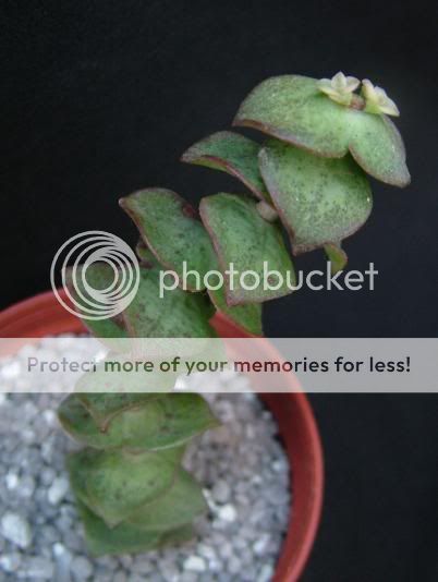 Crassula perforata&co CrassulaperforataVariegata