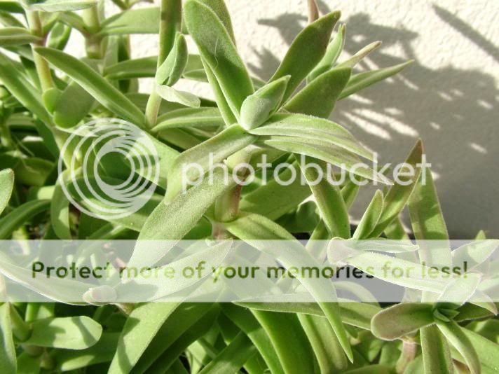 Encore identificationes[Crassula pubescens ssp. rattrayi] Crassulapubescensssprattray01