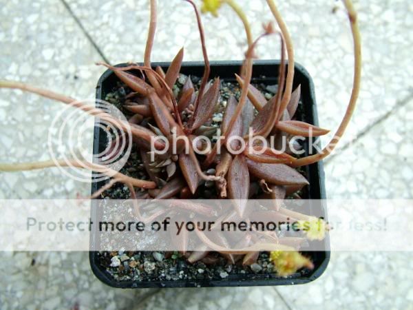 Id plantes nouvelles [Lenophyllum texanum, Callisia repens] Lenophyllumtexanum