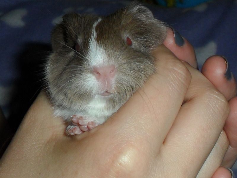 MinipigMooshie.jpg