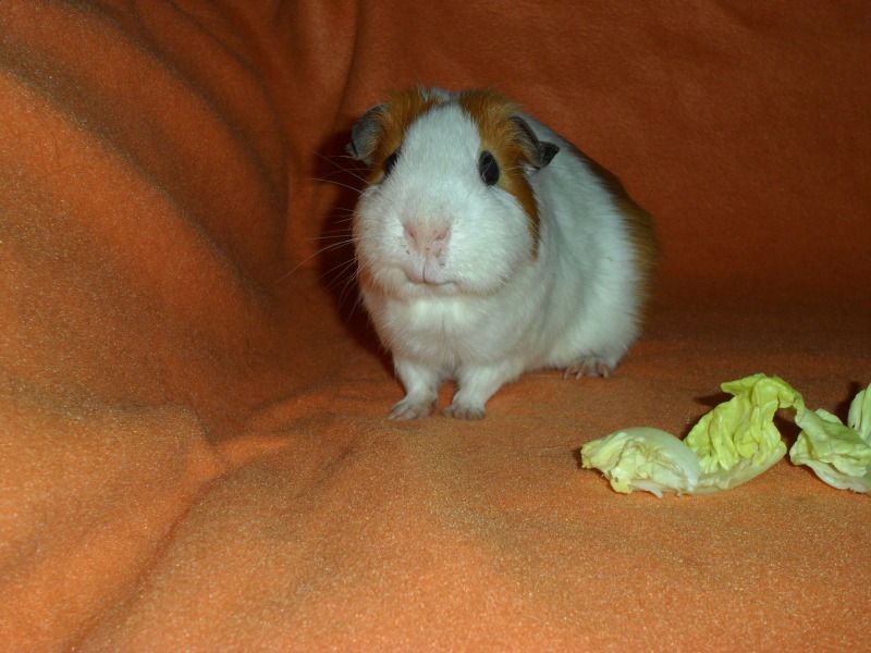 Pickwick6thBirthday31512.jpg