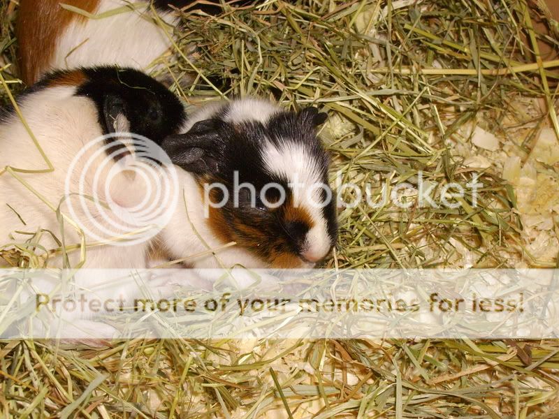 guineapigs001.jpg