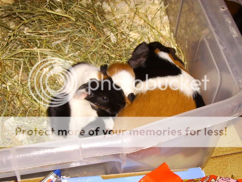 guineapigs002.jpg