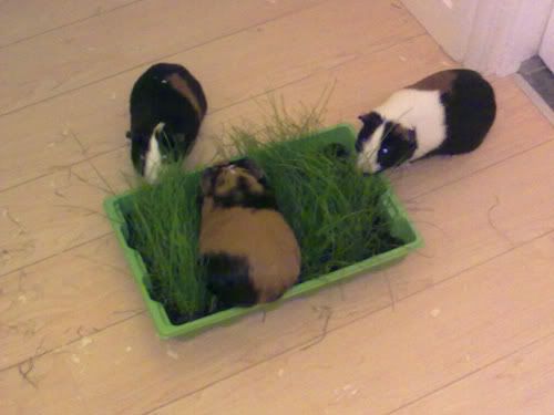 29042010176.jpg