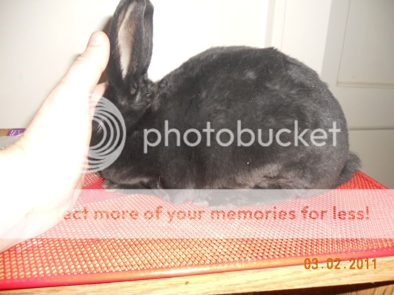 Doe overfeeding kits? | Rabbit Talk - Meat Rabbit & Farming Forum