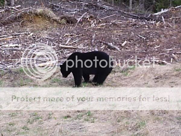 quelque photo de ma place pour l,ours 010