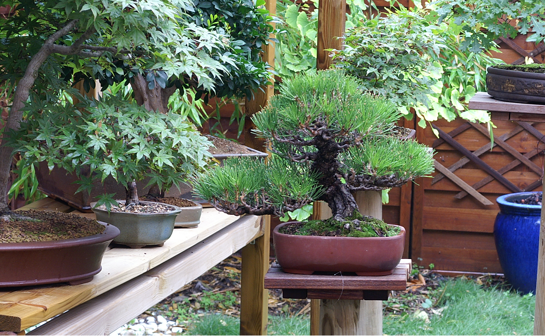Pinus thunbergii Bonsai2008056