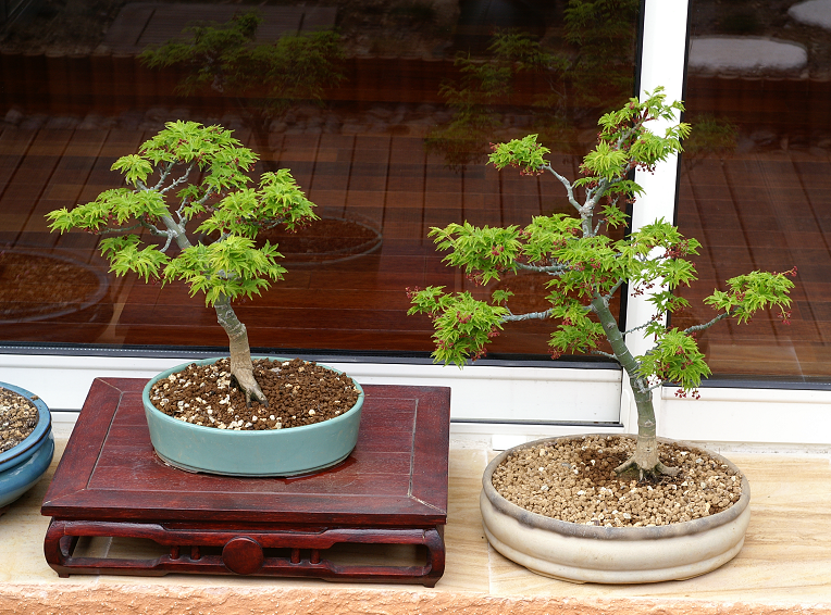 plant acer shishigashira pour formation en bonsai - Page 2 Bonsai2008137