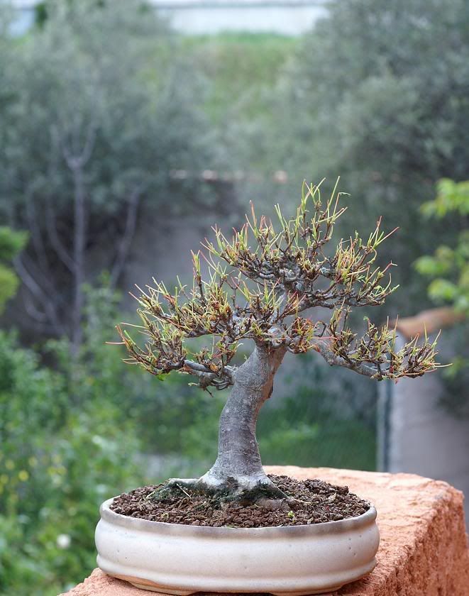 Suivi de l'effeuillage de mon  Mame Acer buergerianum Bonsai2008363