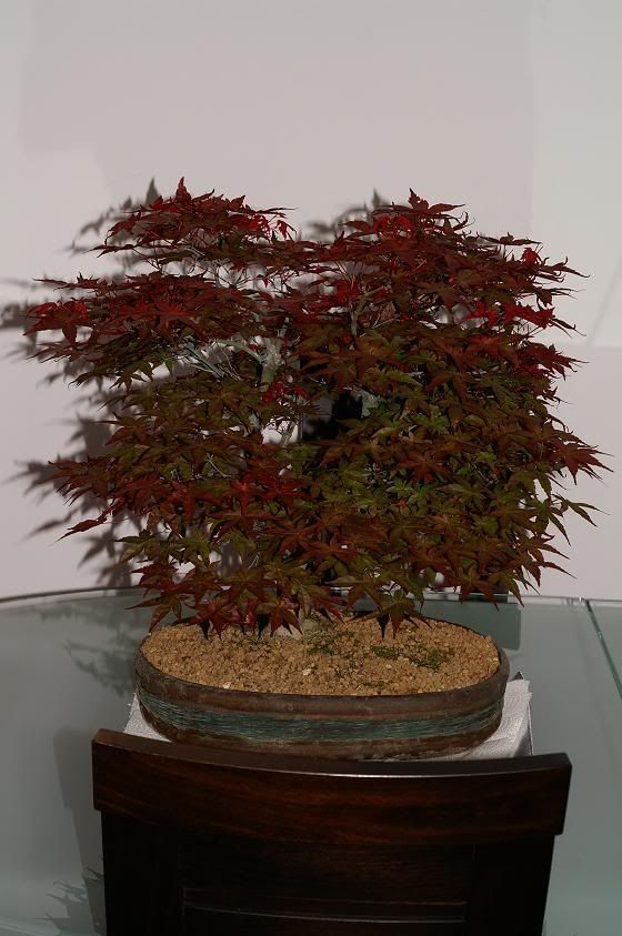 Suivi de l'effeuillage de mon Mame Acer buergerianum Bonsai2008379