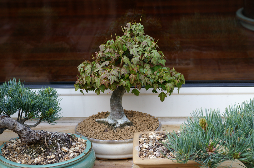Suivi de l'effeuillage de mon Mame Acer buergerianum Bonsai2008386