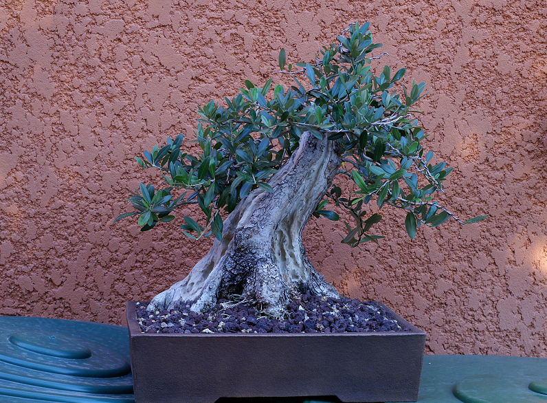 bonsai et prébonsai d'oliviers: les troncs... Bonsaijuillet2007005