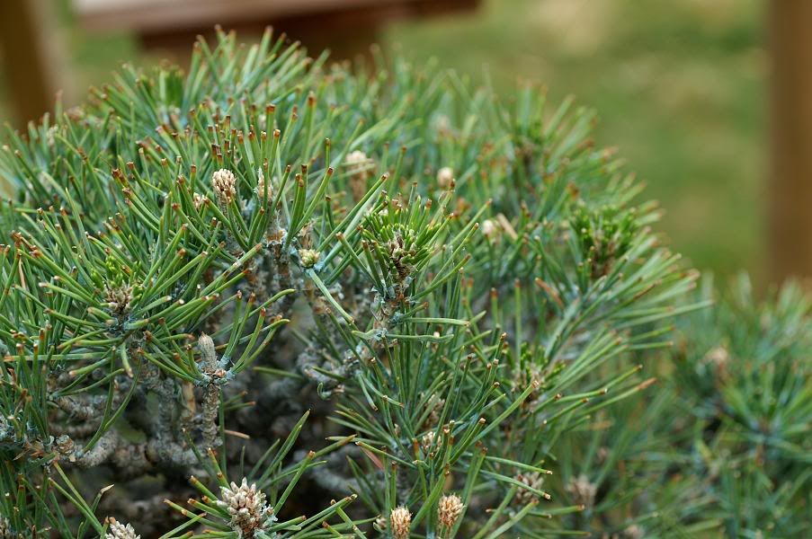 Pinus thunbergii qui végète. Bonsaijuin2009013