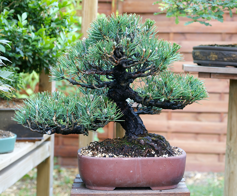 Pinus thunbergii qui végète. Bonsaijuin2009046