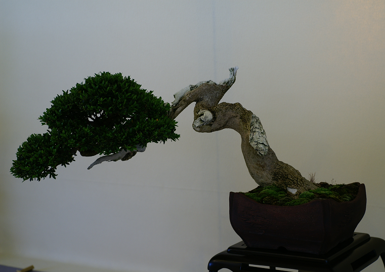 Une petite galerie de l'expo bonsai de Monaco Monacojuin20087020