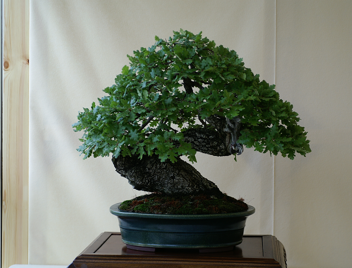 Une petite galerie de l'expo bonsai de Monaco Monacojuin20087043
