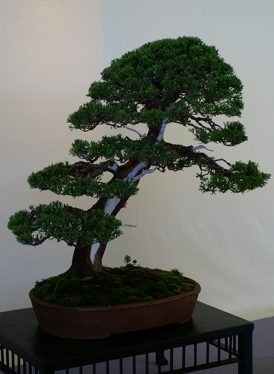 Une petite galerie de l'expo bonsai de Monaco Monacojuin20087063